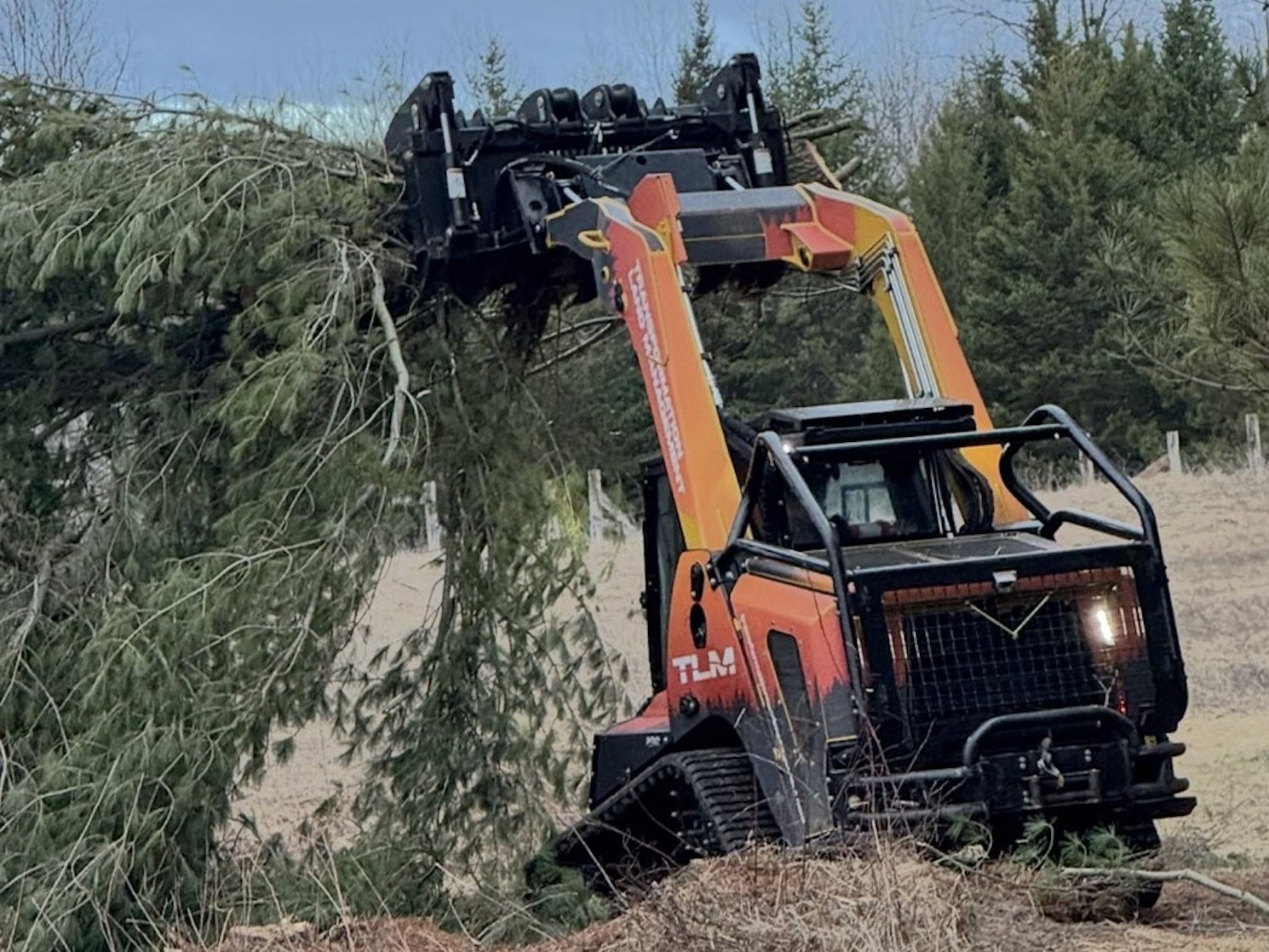 A compact orange and black skid steer loader lifts a large fallen pine tree with a grapple attachment in a rural outdoor area with grass and evergreen trees.