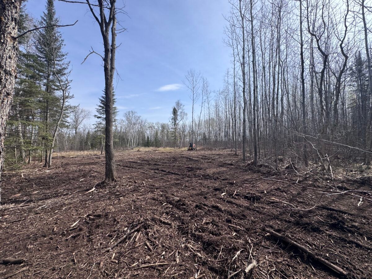 Cleared forest area with bare ground and scattered tree debris. Sparse trees remain upright; most are leafless. The sky is mostly clear. A person in orange clothing stands in the distance near the center.